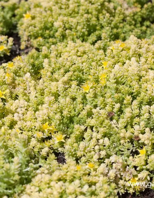 Sedum acre 'Aureum Gold'