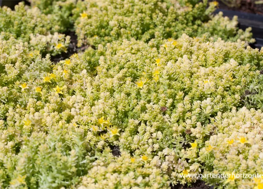 Sedum acre 'Aureum Gold'