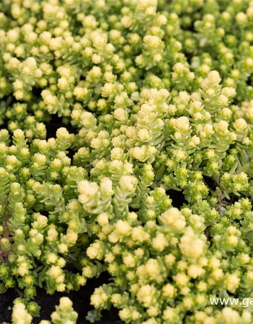 Sedum acre 'Aureum Gold'