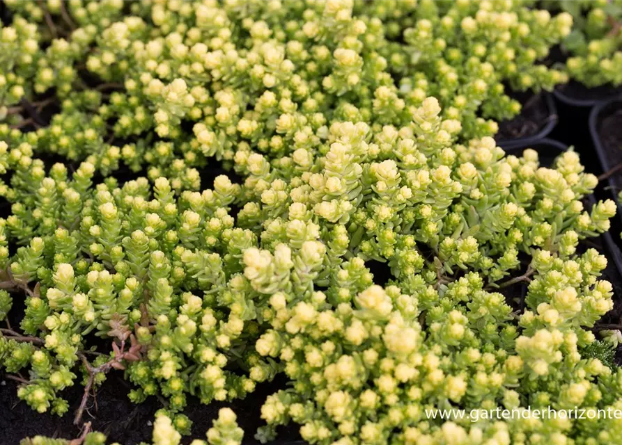 Sedum acre 'Aureum Gold'