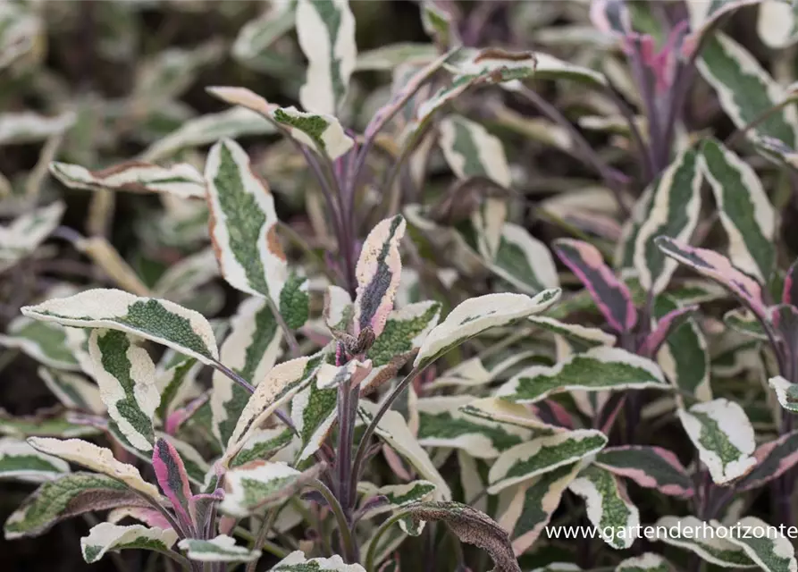 Salvia officinalis 'Tricolor'