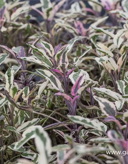 Salvia officinalis 'Tricolor'