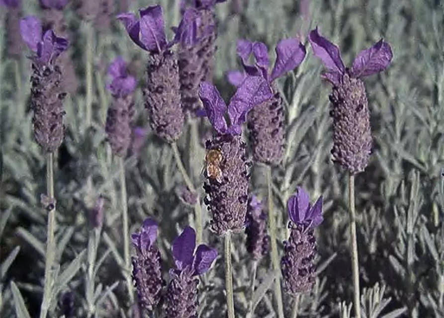 Schopf-Lavendel 'Javelin Compact Blue'