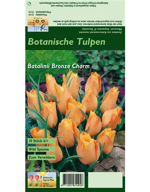 Zwerg-Tulpe 'Bronze Charm'