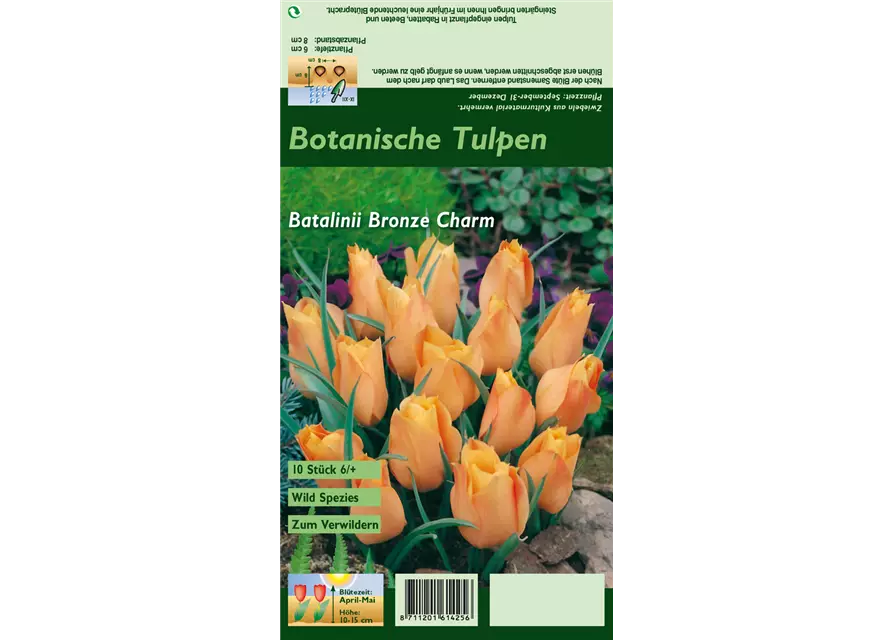 Zwerg-Tulpe 'Bronze Charm'