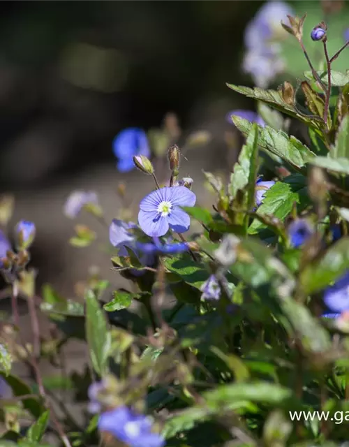 Veronica peduncularis 'Georgia Blue'