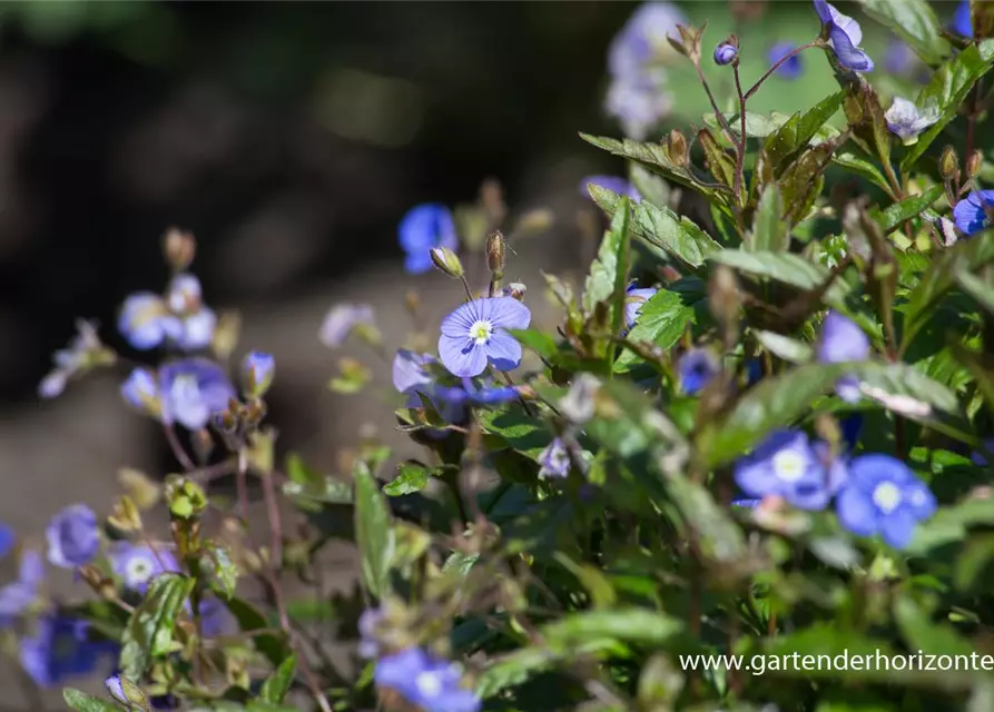 Veronica peduncularis 'Georgia Blue'