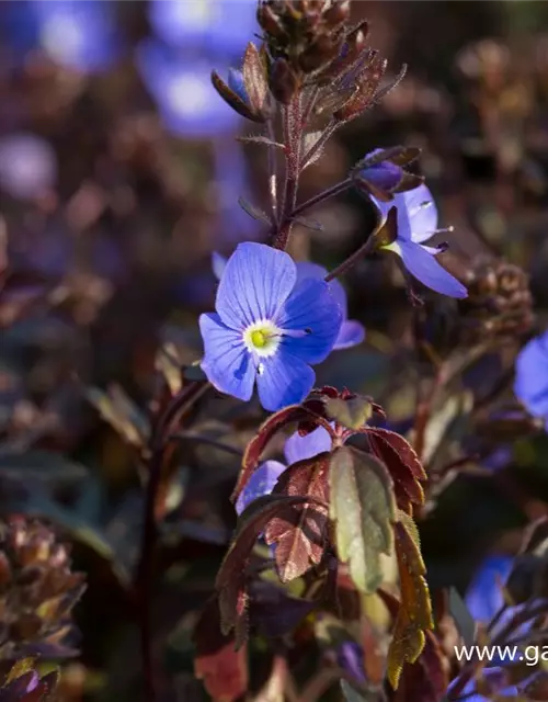 Veronica peduncularis 'Georgia Blue'