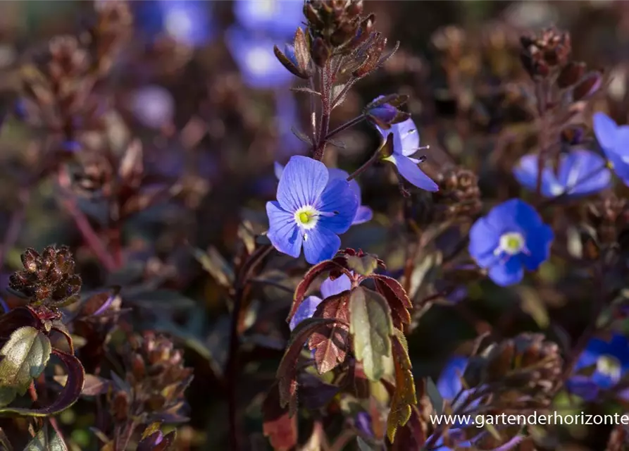 Veronica peduncularis 'Georgia Blue'