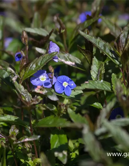 Veronica peduncularis 'Georgia Blue'