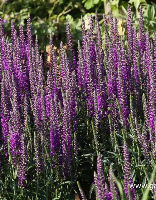 Veronica spicata 'Purpleiciosus'