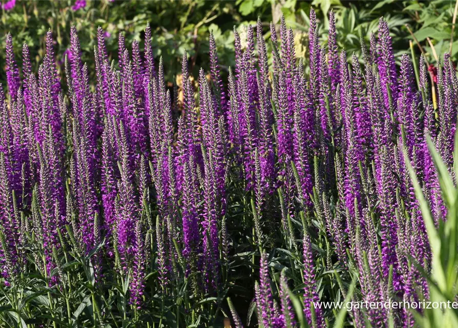 Veronica spicata 'Purpleiciosus'