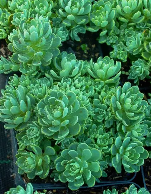 Sedum pachyclados