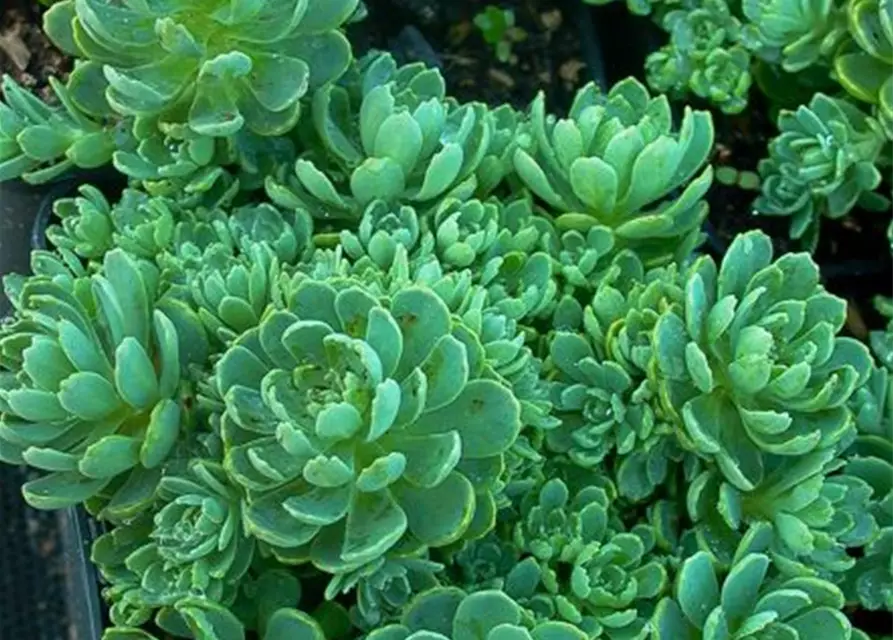 Sedum pachyclados