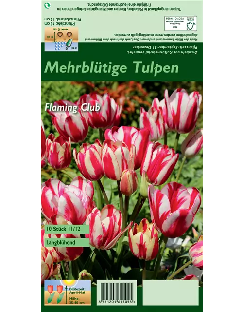 Tulpe 'Flaming Club'