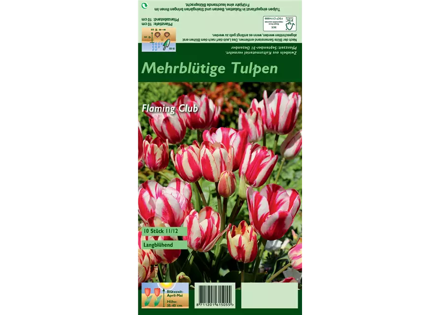 Tulpe 'Flaming Club'