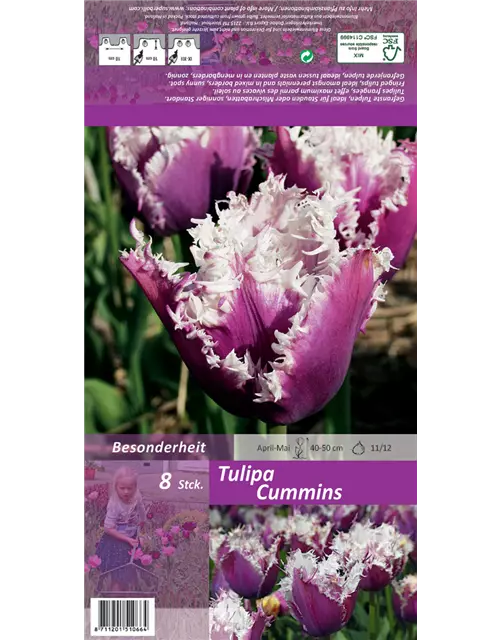 Tulpe 'Cummins'