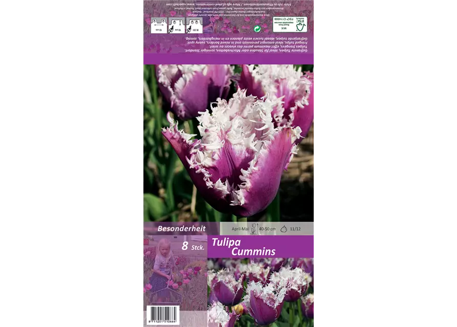 Tulpe 'Cummins'