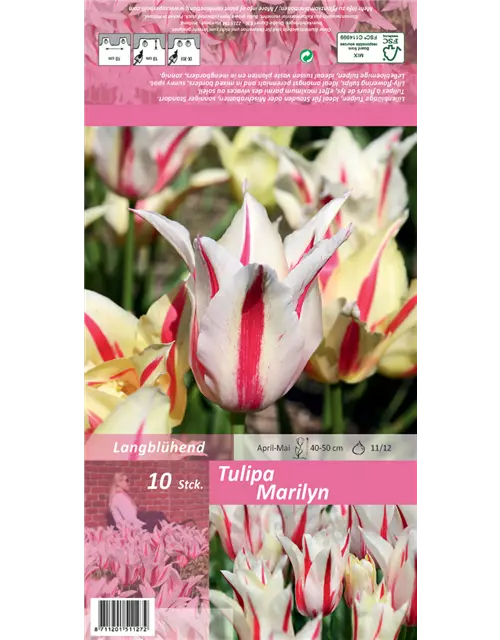 Tulpe 'Marilyn'