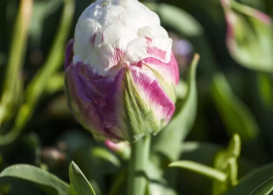 Tulpe 'Ice Cream'