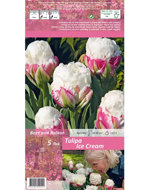 Tulpe 'Ice Cream'