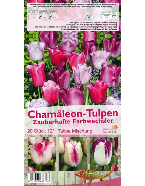 Triumph-Tulpe 'Chamäleon Mischung'