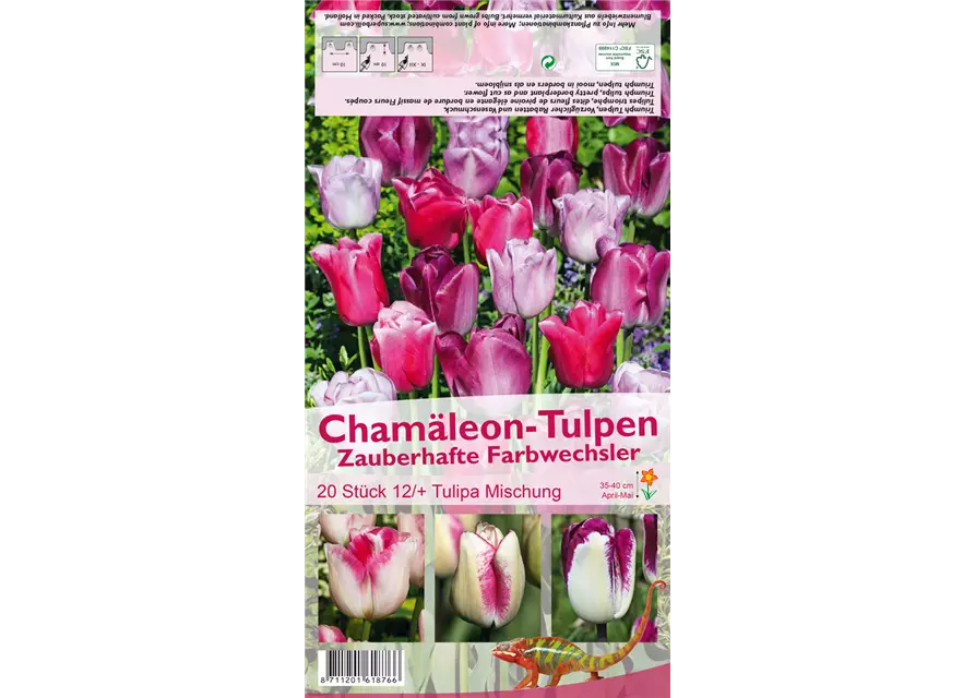 Triumph-Tulpe 'Chamäleon Mischung'