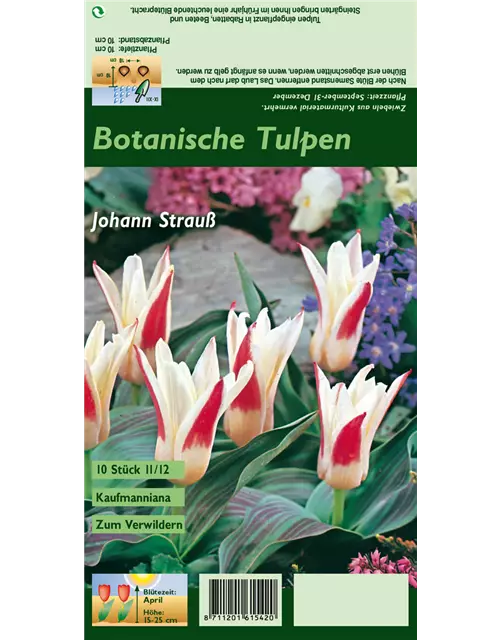 Tulpe 'Johann Strauss'