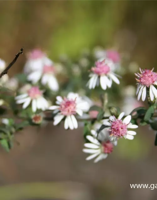 Waagerechte Garten-Aster 'Lady in Black'