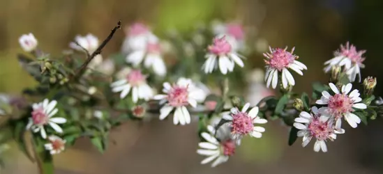 Waagerechte Garten-Aster 'Lady in Black'