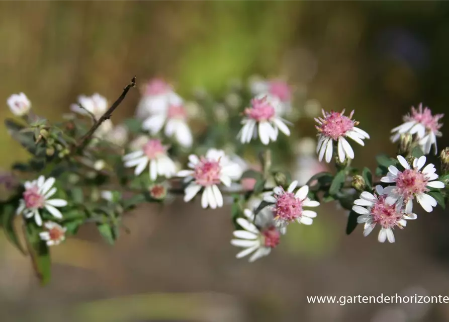 Waagerechte Garten-Aster 'Lady in Black'