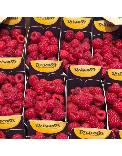 Himbeeren Schale 200g