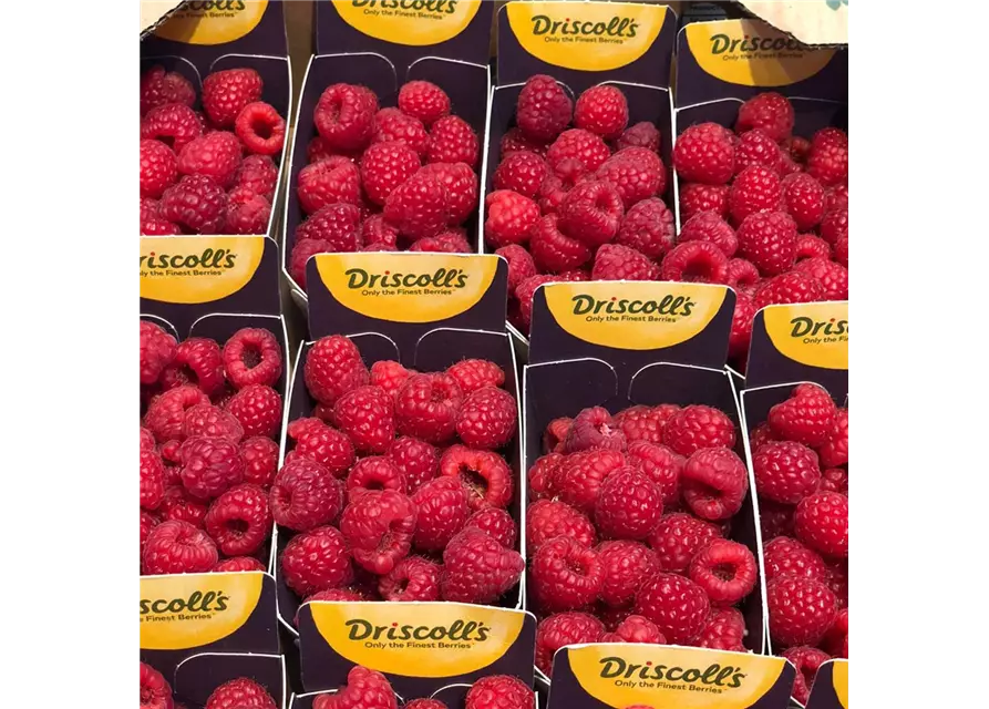 Himbeeren Schale 200g