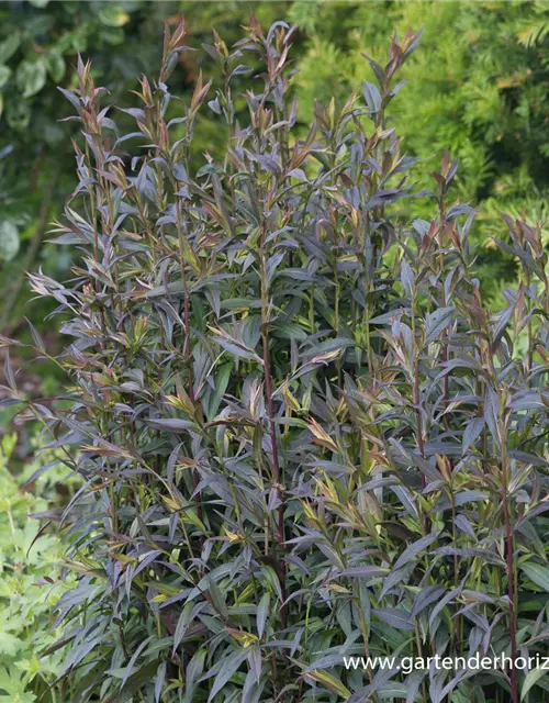 Waagerechte Garten-Aster 'Lady in Black'