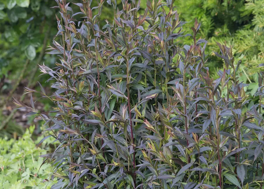 Waagerechte Garten-Aster 'Lady in Black'