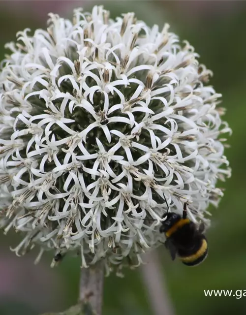 Weißwollige Kugeldistel