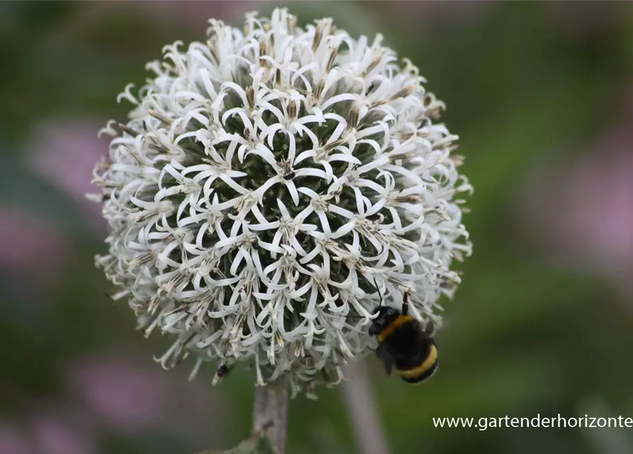 Weißwollige Kugeldistel