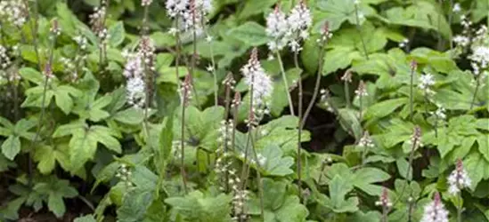 Zipfelblättrige Garten-Schaumblüte