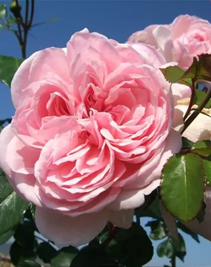 Strauchrose 'Cinderella'®