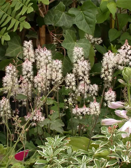 Zipfelblättrige Garten-Schaumblüte