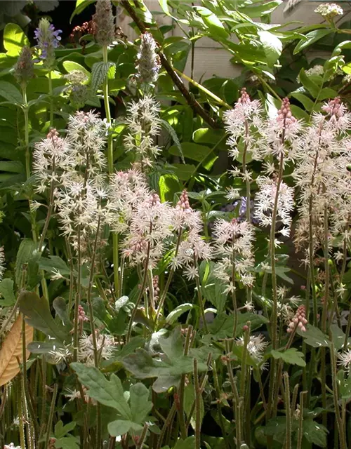 Zipfelblättrige Garten-Schaumblüte