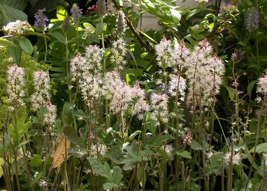 Zipfelblättrige Garten-Schaumblüte