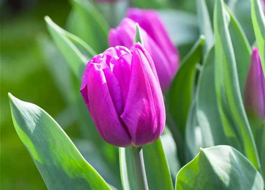 Tulpe 'Purple Flag'