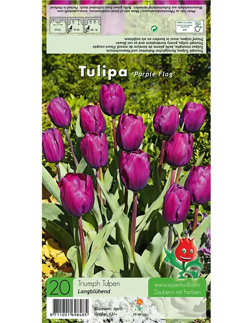 Tulpe 'Purple Flag'