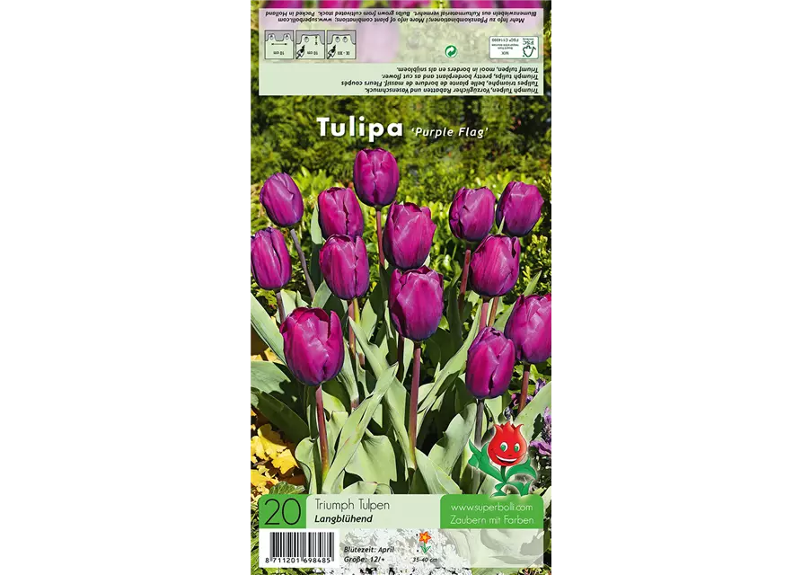 Tulpe 'Purple Flag'