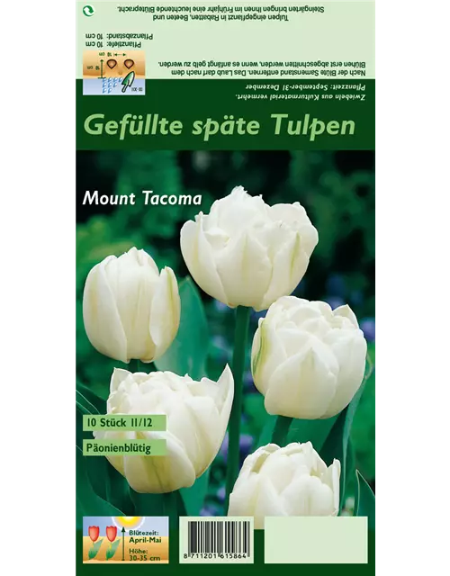 Tulpe 'Mount Tacoma'