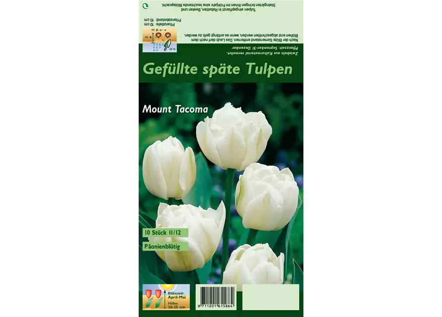 Tulpe 'Mount Tacoma'