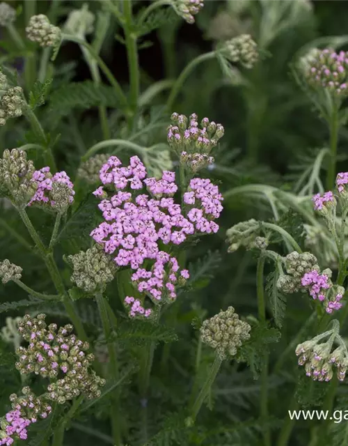 Schafgarbe 'Lilac Beauty'