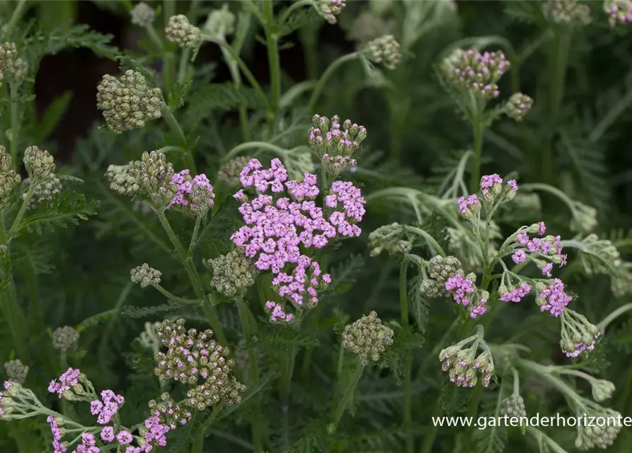 Schafgarbe 'Lilac Beauty'