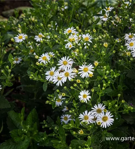 Zwerg-Wild-Aster 'Starshine'®